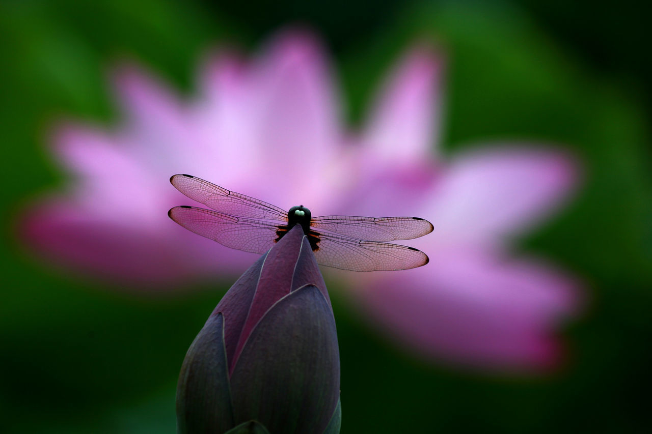 CLOSE-UP OF MOTH ON PURPLE FLOWER