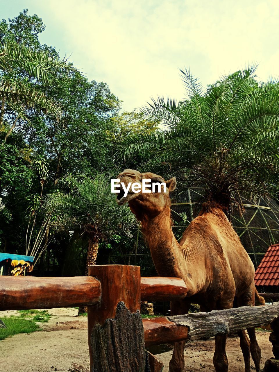 VIEW OF GIRAFFE AGAINST TREES