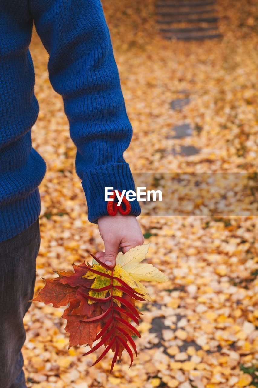 Midsection of man holding maple leaves