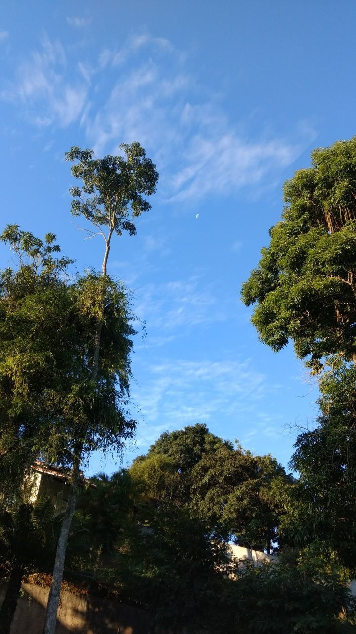 LOW ANGLE VIEW OF TREES AGAINST BLUE SKY
