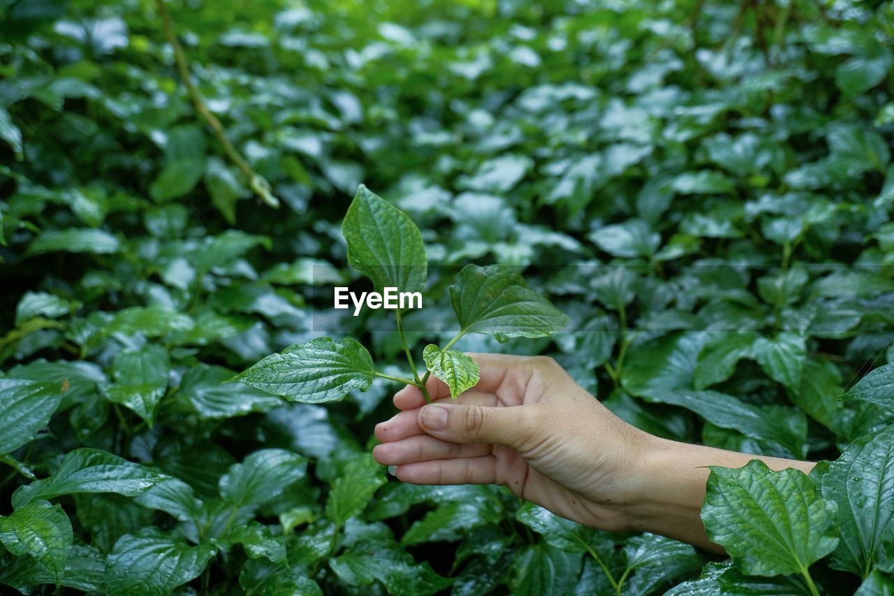 Midsection of person holding leaves