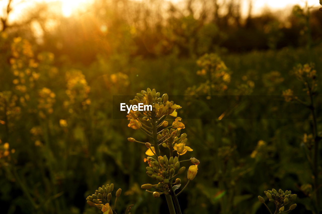 Close-up of yellow flowering plant on field