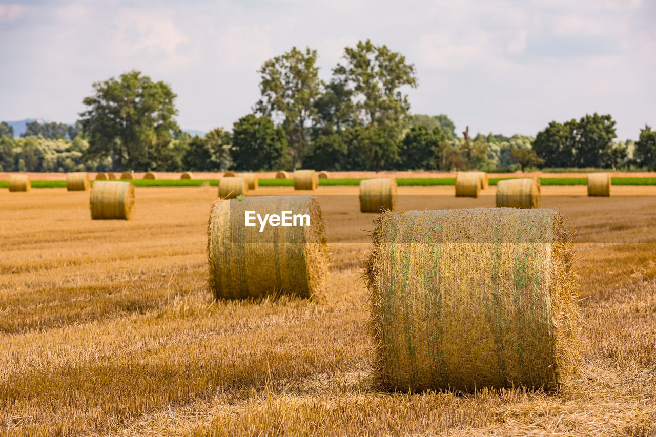 Bales of hay in a field after the harvest in summer