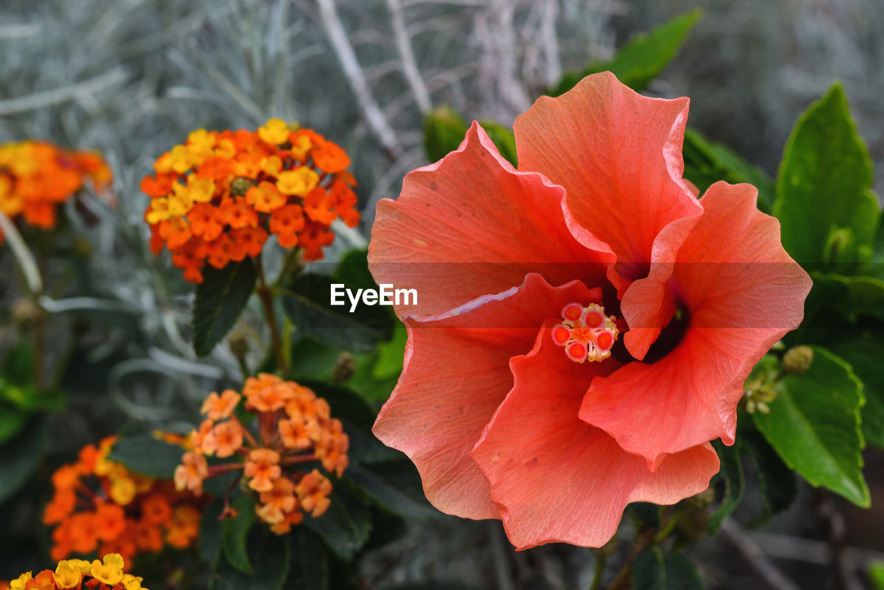 CLOSE-UP OF ORANGE FLOWERS BLOOMING