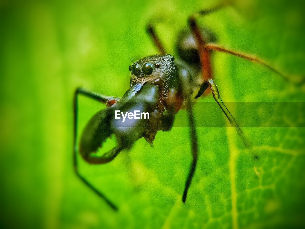 close-up of insect on leaf