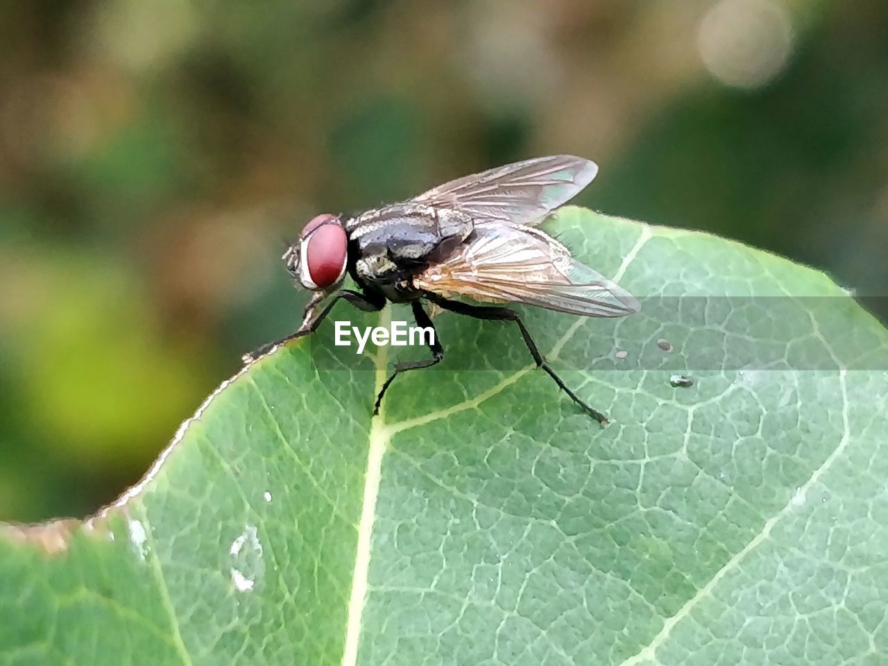 CLOSE-UP OF HOUSEFLY