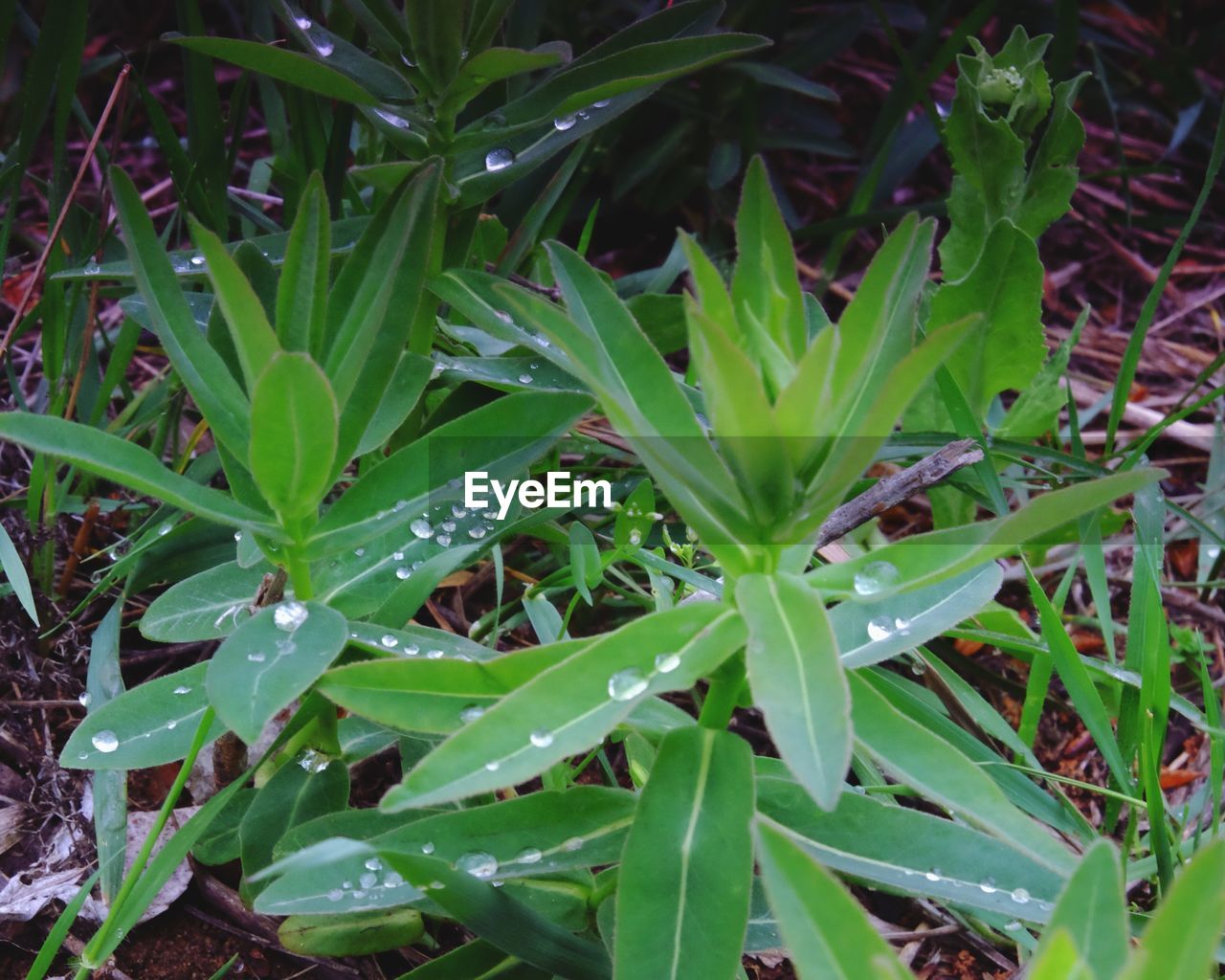 CLOSE-UP OF PLANTS