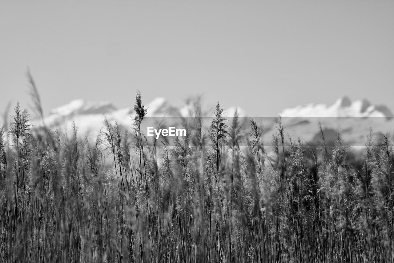 plant, grass, black and white, sky, nature, growth, land, field, landscape, beauty in nature, monochrome photography, tranquility, monochrome, no people, environment, day, cereal plant, scenics - nature, crop, tranquil scene, rural scene, outdoors, agriculture, winter, focus on foreground, non-urban scene, cloud
