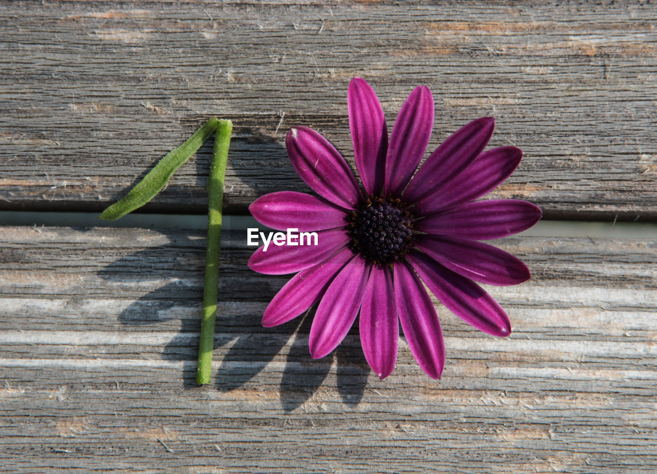 CLOSE-UP OF PINK AND PURPLE FLOWER ON TABLE