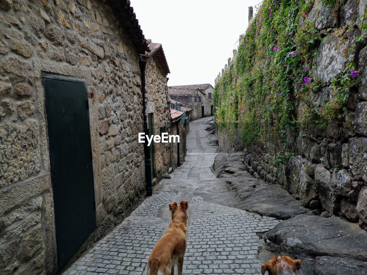 Cat on wall of alley amidst buildings