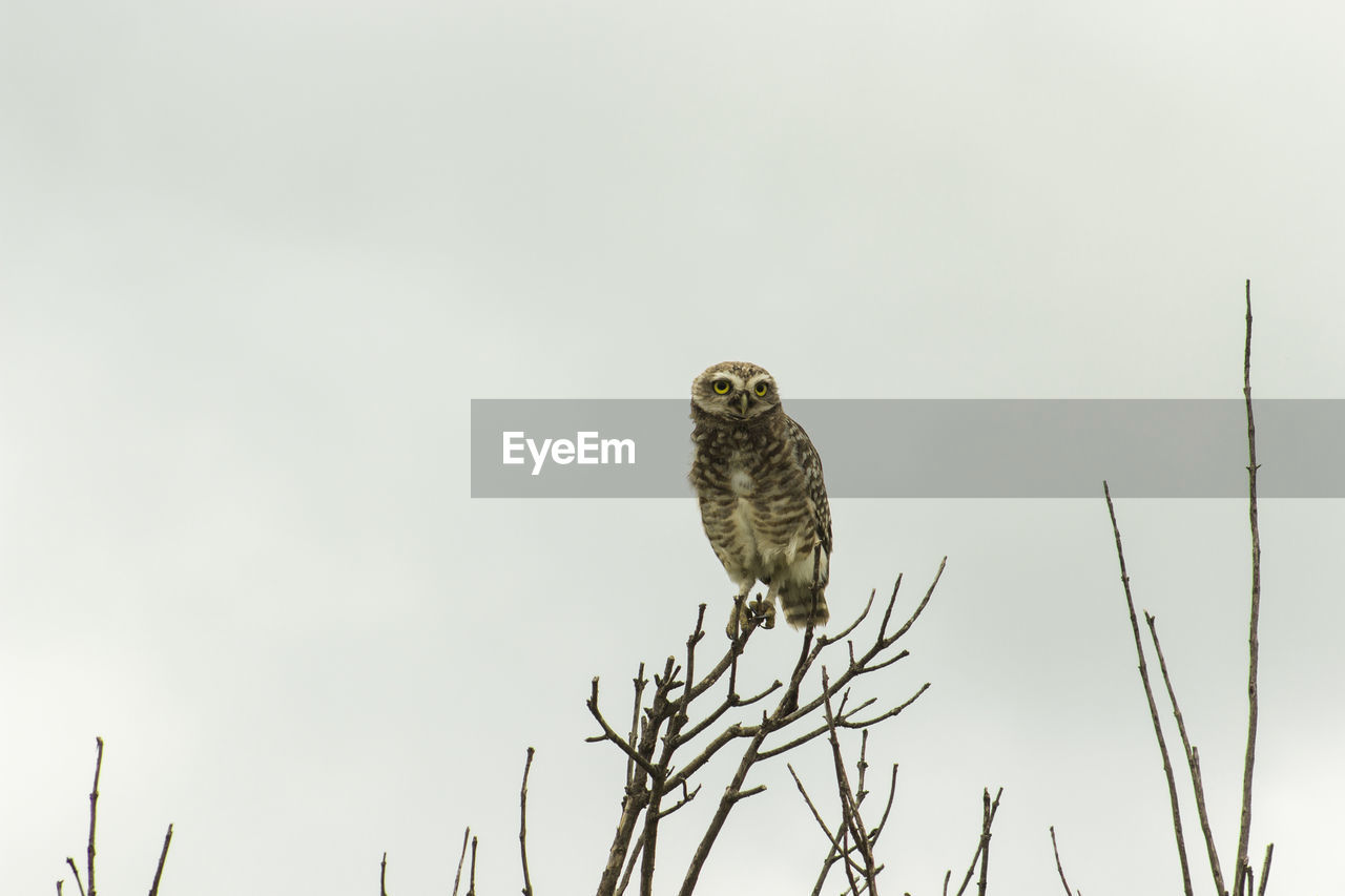 LOW ANGLE VIEW OF EAGLE PERCHING ON TREE