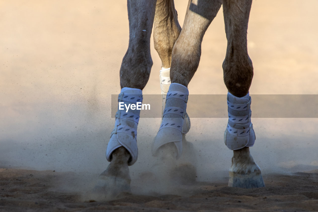 Low section of horse running on field