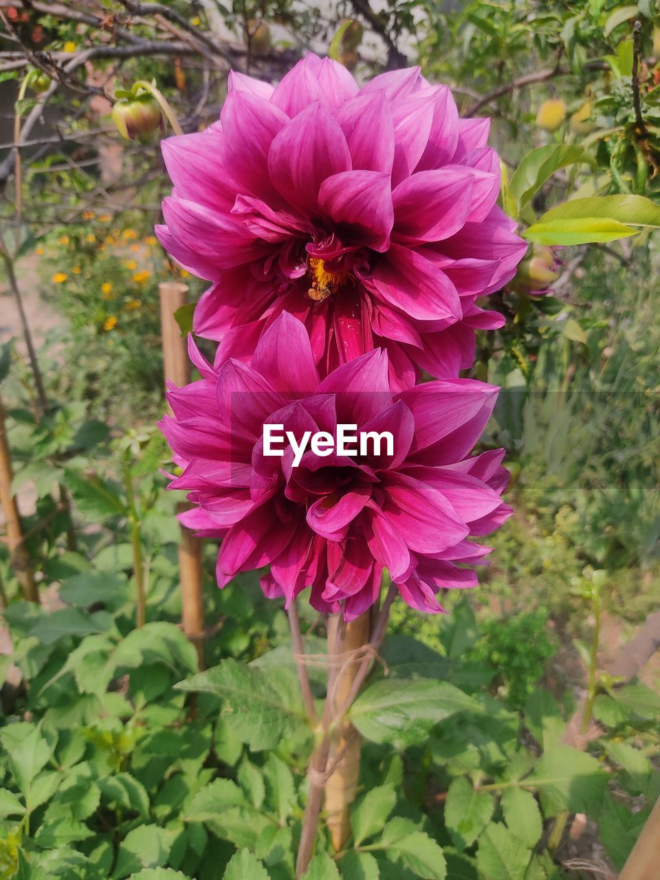 plant, flower, flowering plant, freshness, beauty in nature, pink, petal, growth, fragility, flower head, close-up, nature, inflorescence, plant part, leaf, no people, green, day, dahlia, high angle view, outdoors, focus on foreground, pollen