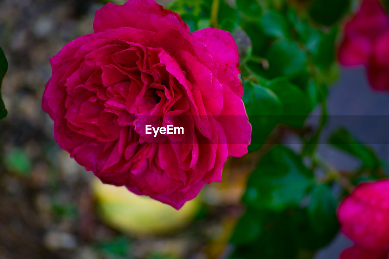 CLOSE-UP OF PINK FLOWER