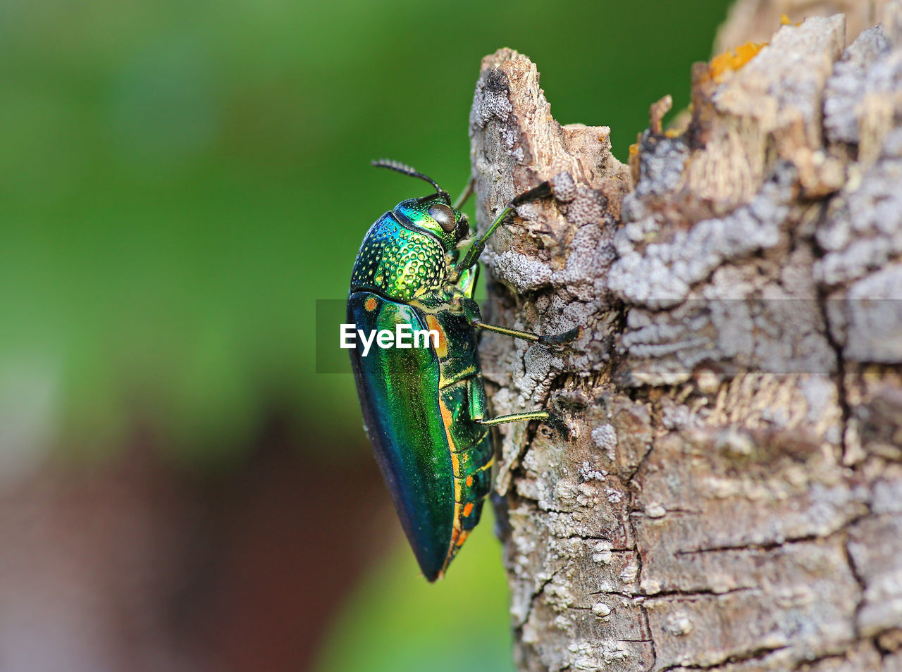 CLOSE-UP OF CATERPILLAR ON TREE TRUNK