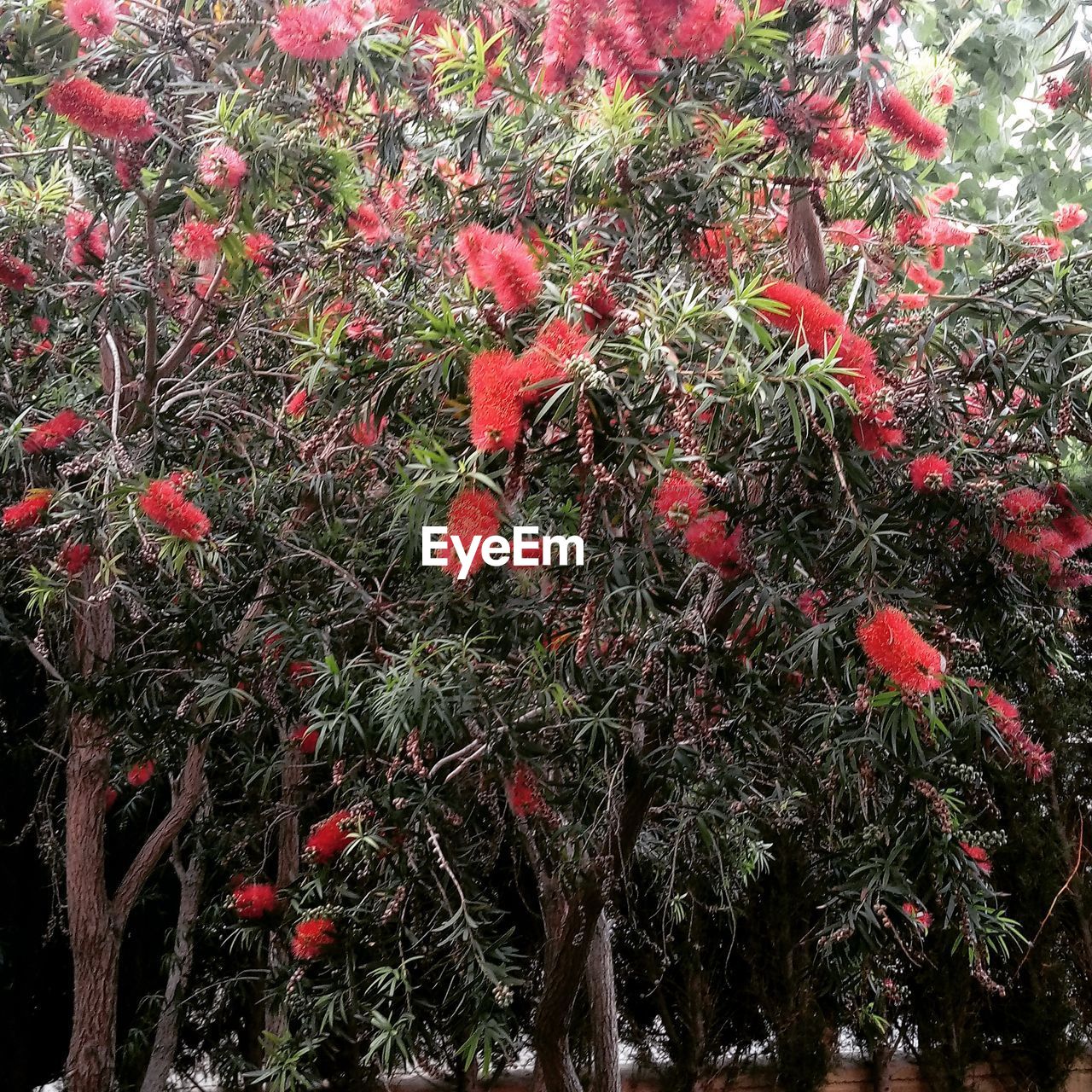 CLOSE-UP OF RED FLOWER PLANTS