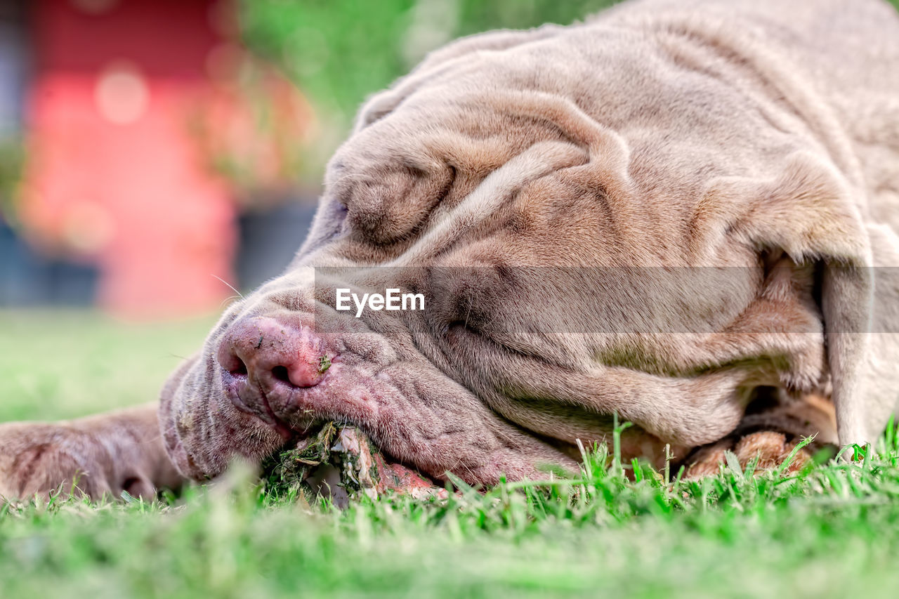 Close-up of dog sleeping on grass