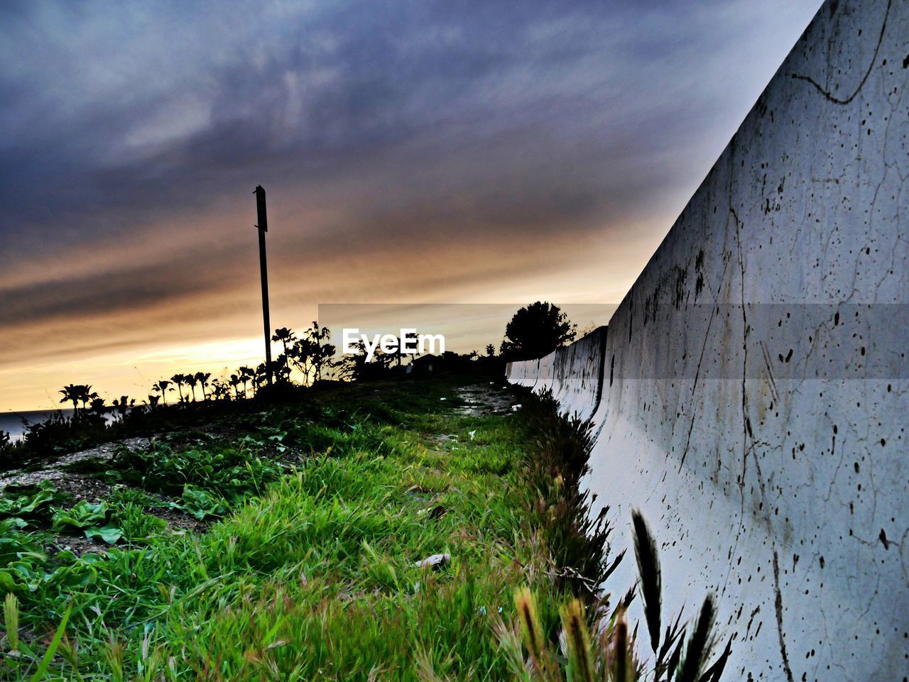 Plants growing on land against sky during sunset