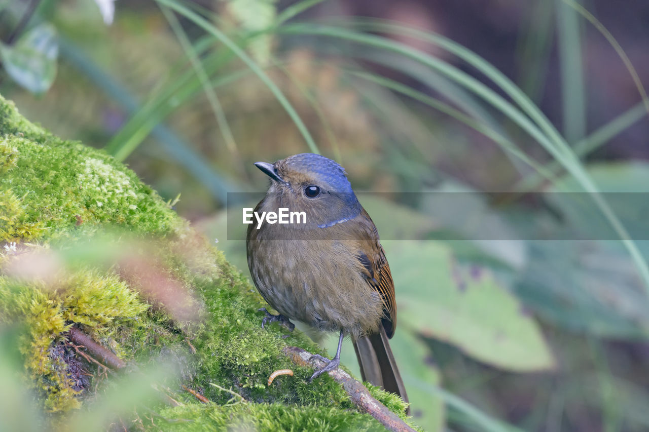 CLOSE-UP OF BIRD PERCHING