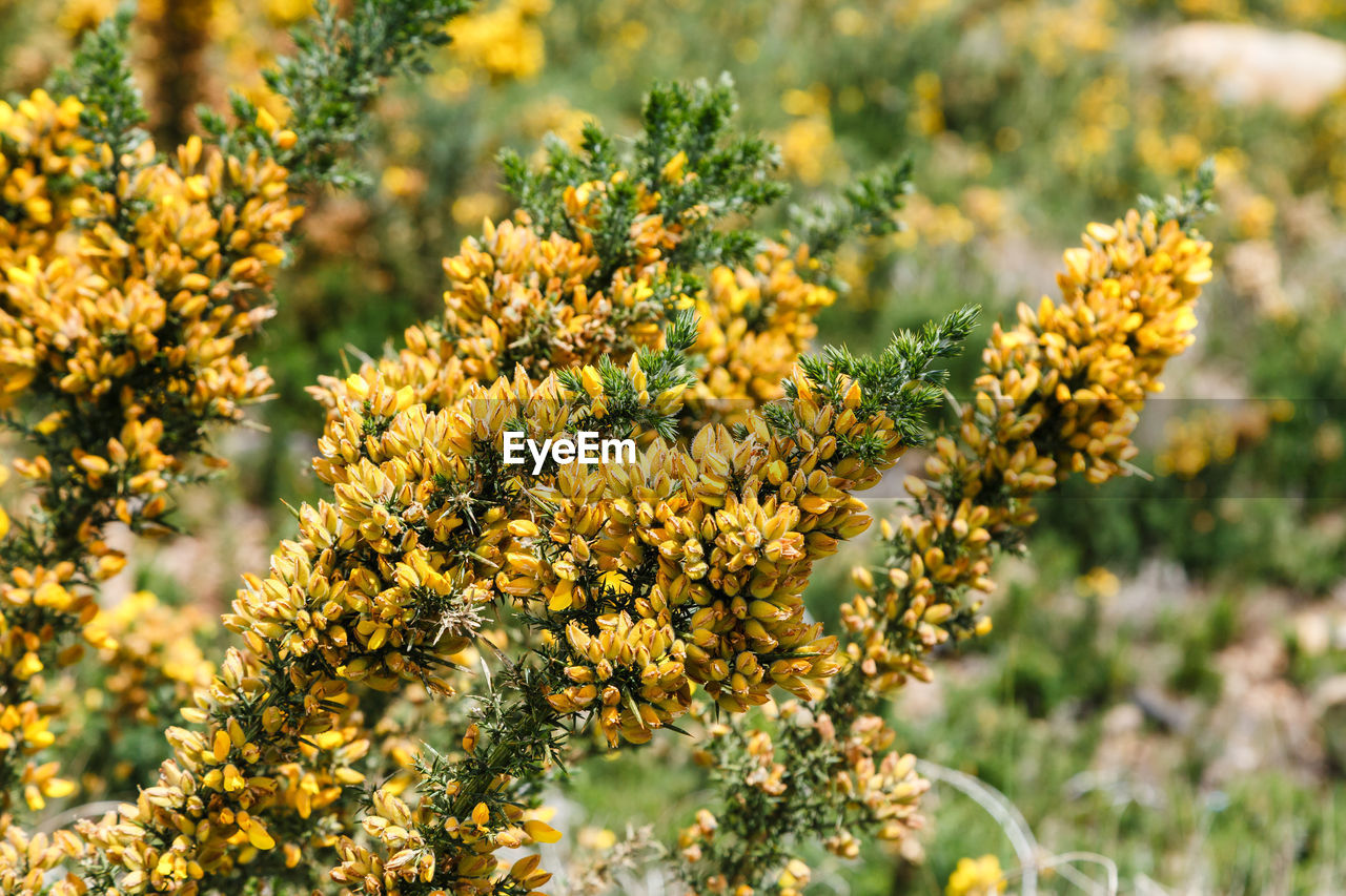 plant, beauty in nature, flower, flowering plant, growth, nature, freshness, yellow, no people, sunlight, shrub, close-up, food and drink, day, food, land, outdoors, focus on foreground, field, produce, landscape, green, environment, tree, agriculture, fragility, wildflower, plant part, selective focus, flower head, botany, leaf, rural scene, healthy eating, scenics - nature, tranquility, blossom, summer, subshrub, inflorescence