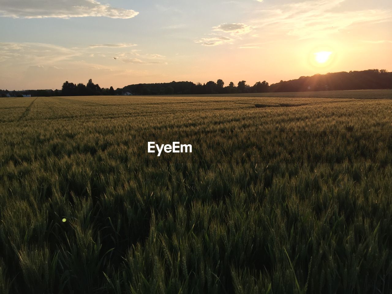 Scenic view of agricultural field against sky during sunset