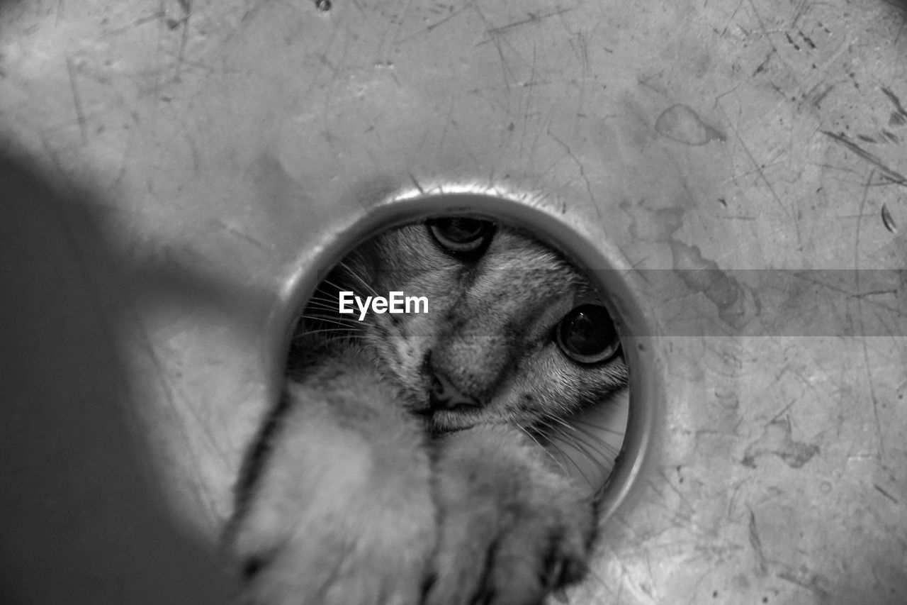 Cat peeping through hole