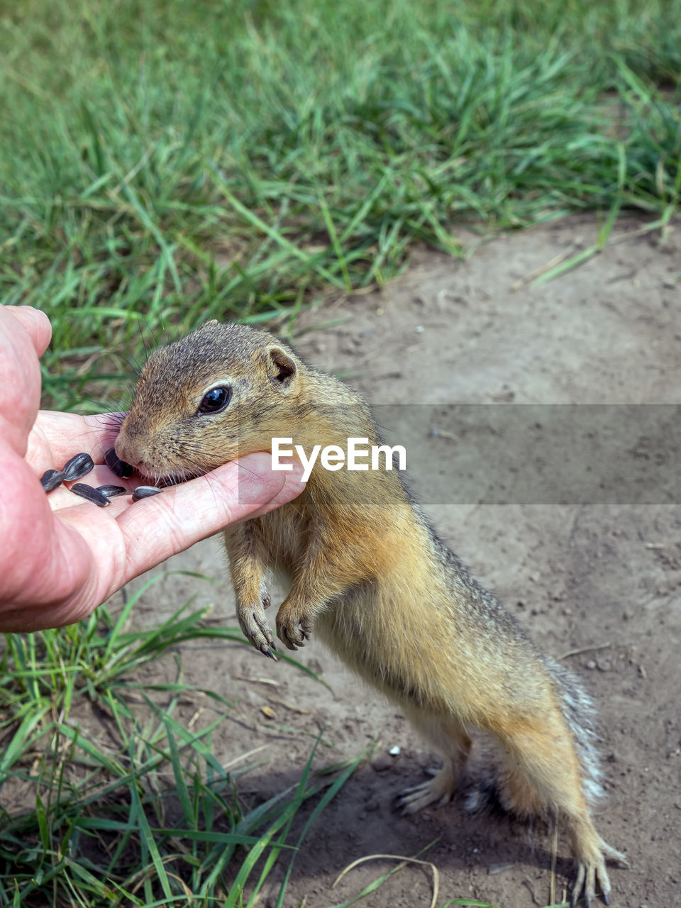 animal, animal themes, hand, squirrel, animal wildlife, mammal, wildlife, one animal, holding, rodent, eating, food, one person, chipmunk, food and drink, prairie dog, nature, grass, feeding, plant, close-up, outdoors, day, finger, focus on foreground