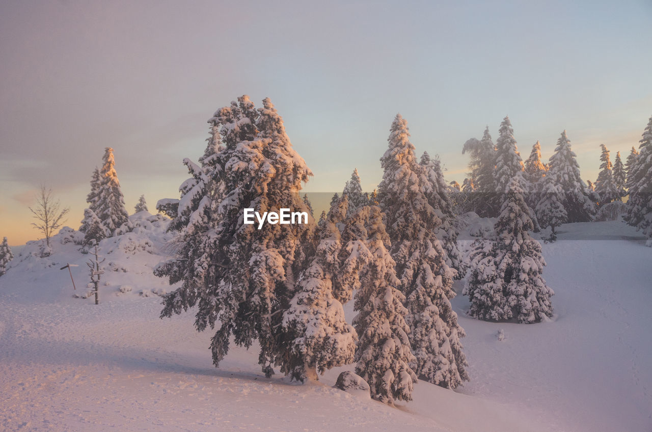 Pine trees on snow covered land against sky