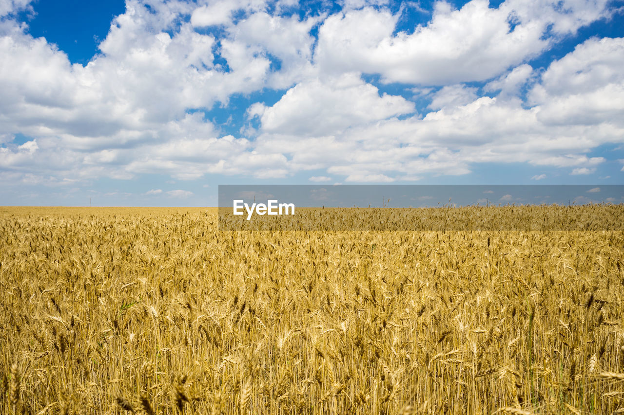 Scenic view of wheat field against sky