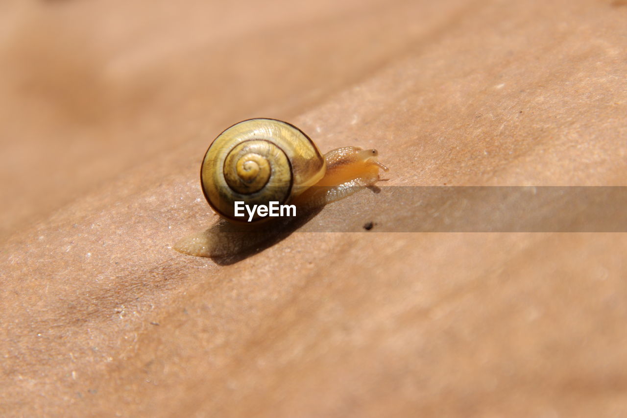 Close-up of snail