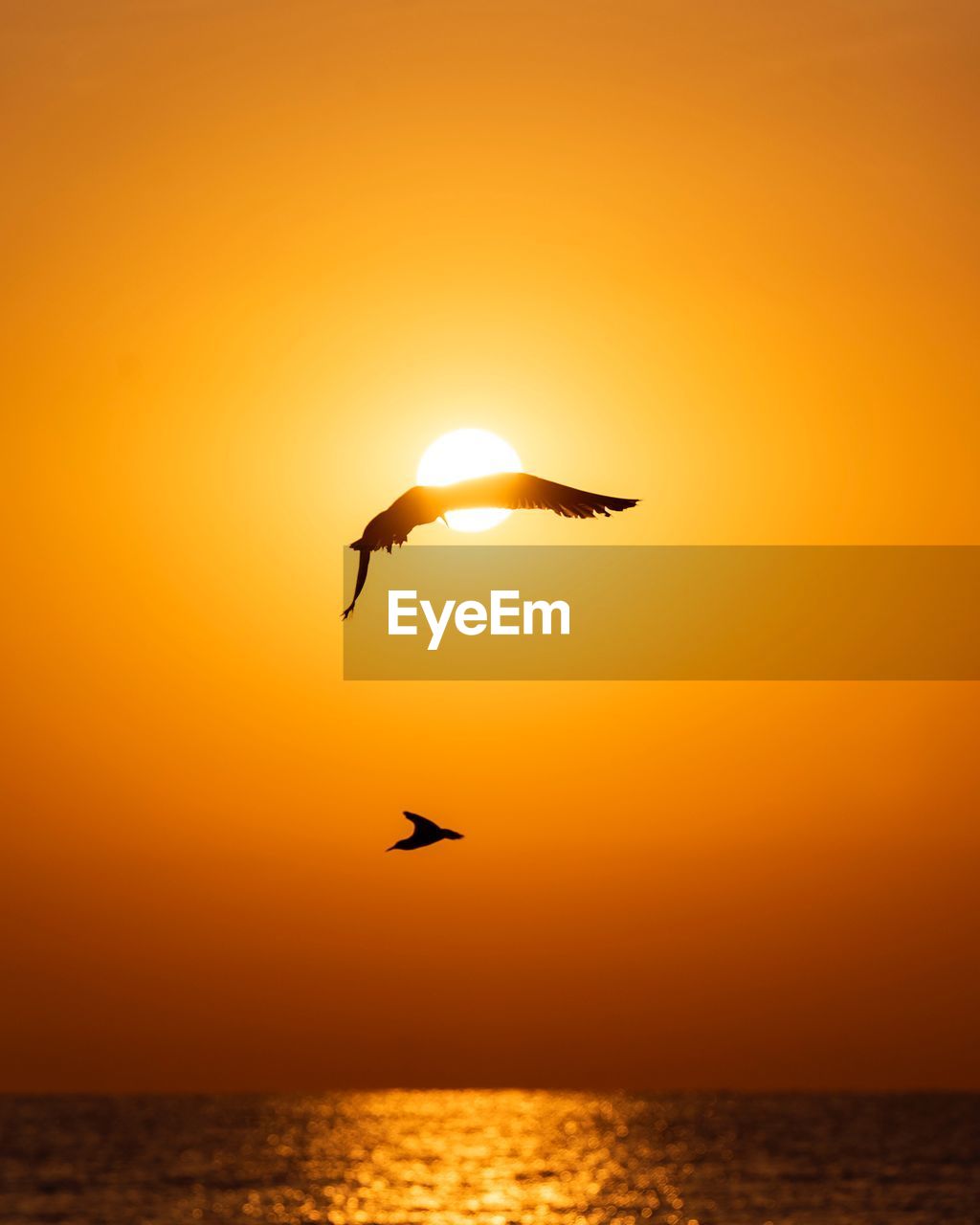 Silhouette bird flying over sea against orange sky