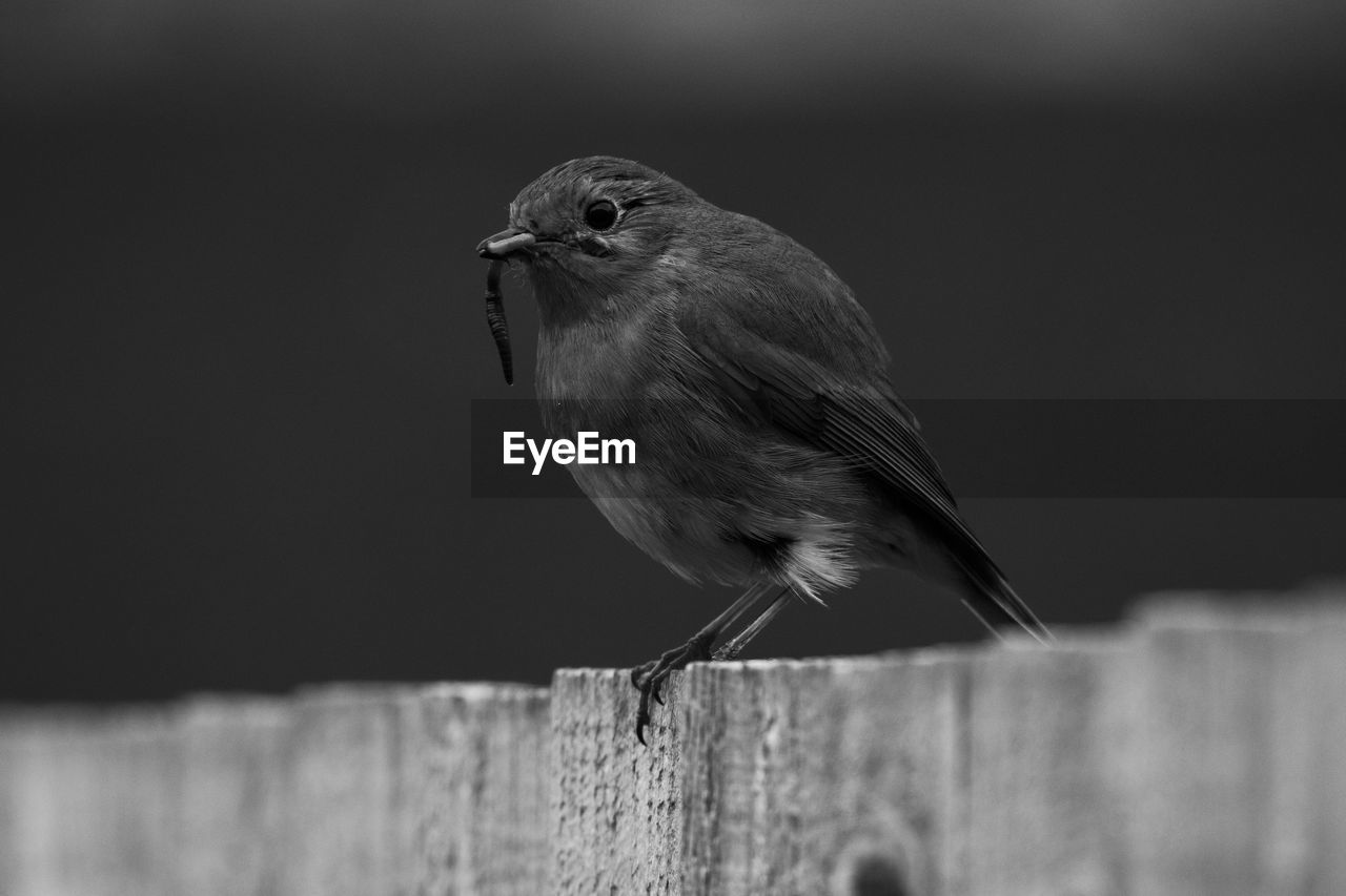 Close-up of robin perching on wooden fence