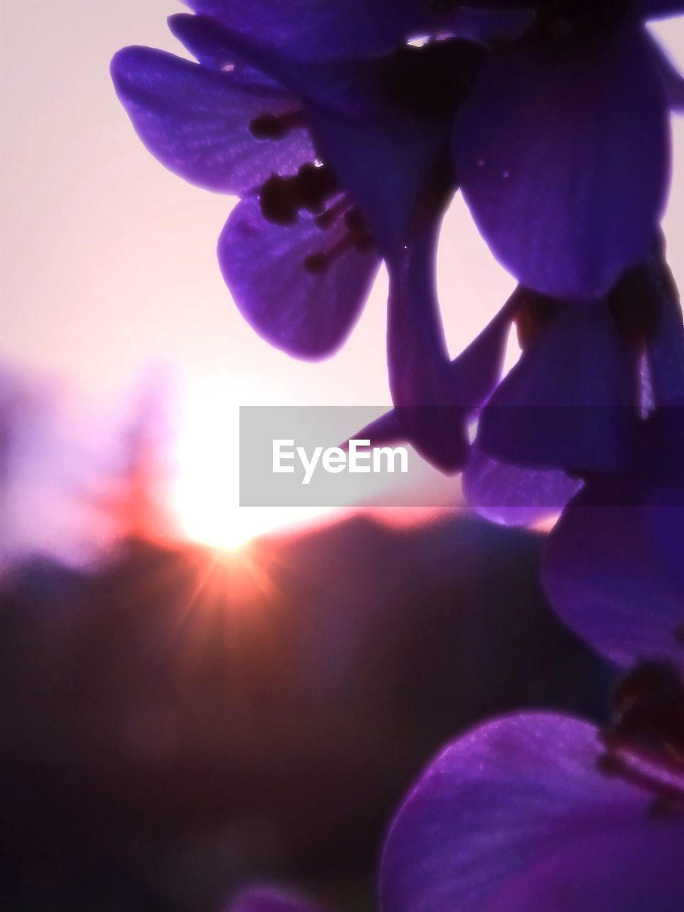 CLOSE-UP OF PURPLE FLOWERS