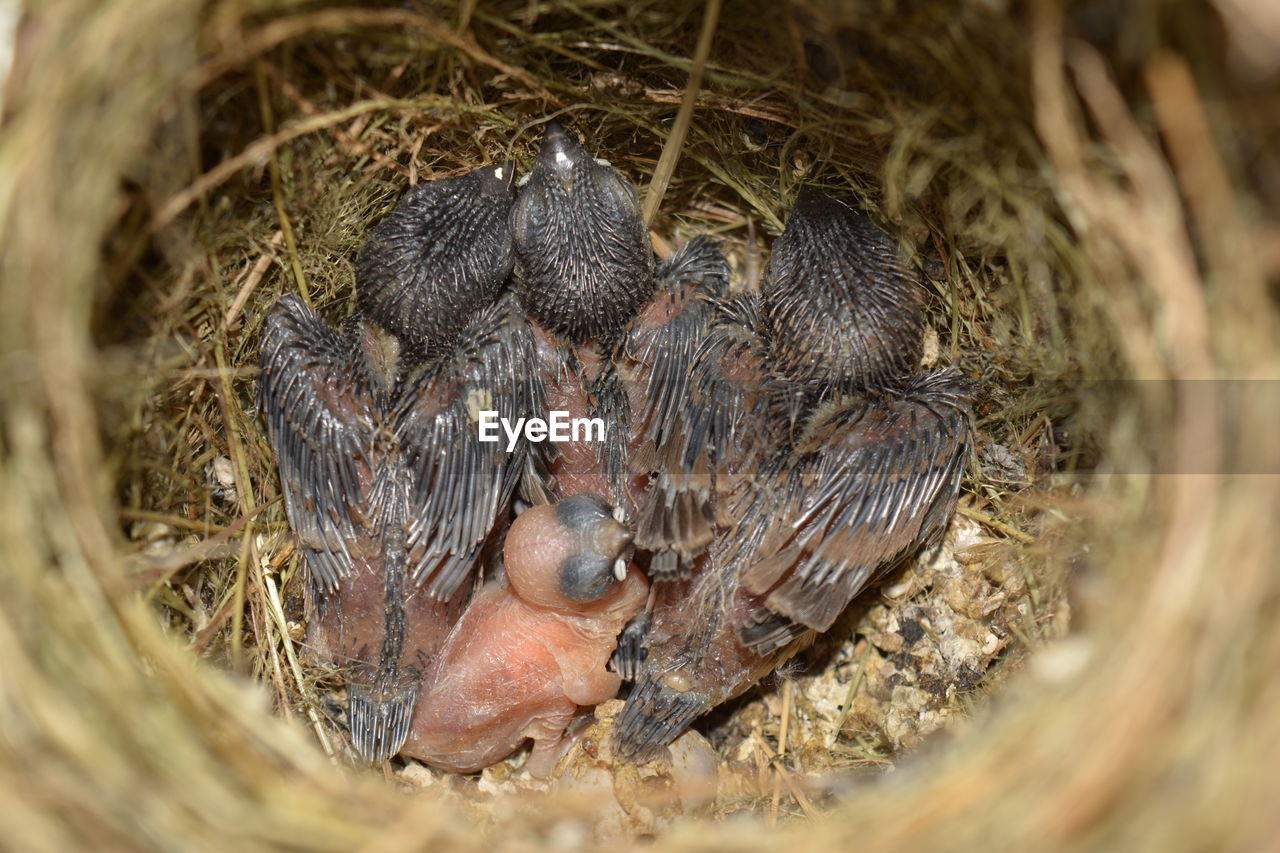 Close-up of young birds in nest