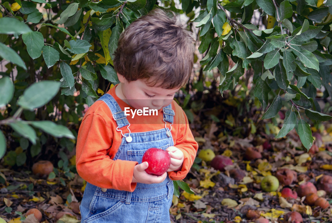 Toddler in overalls examines a juicy red apple he just picked off a tree in a fall orchard