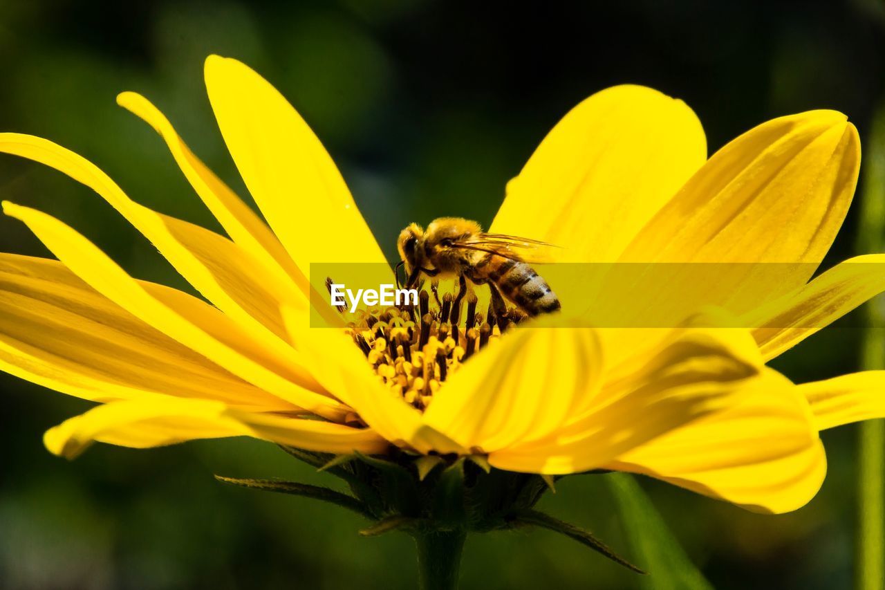 Yellow blossom with bee