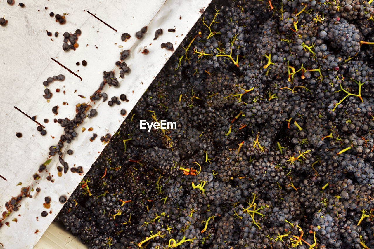 High angle view of black grapes in crate