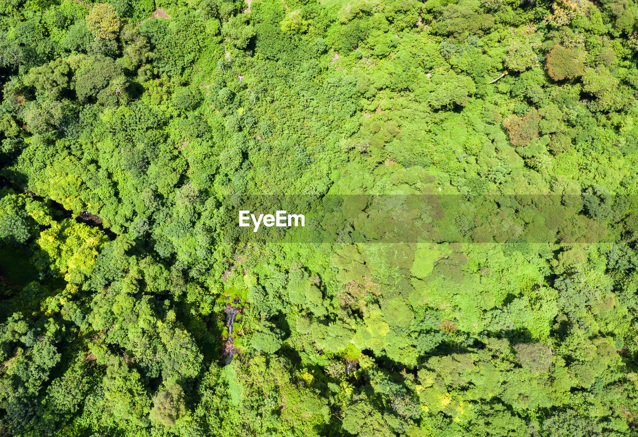 Full frame shot of green plants