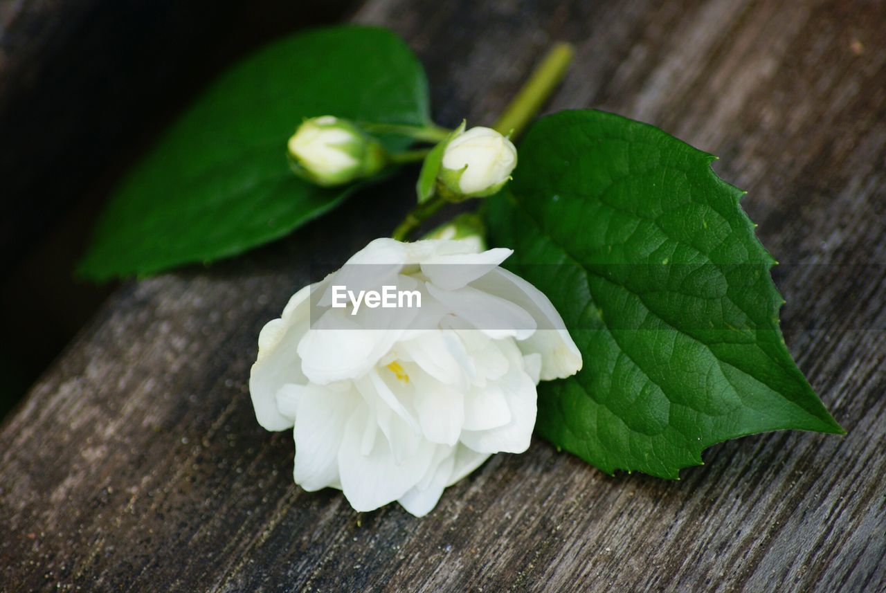 Close-up of white flowers