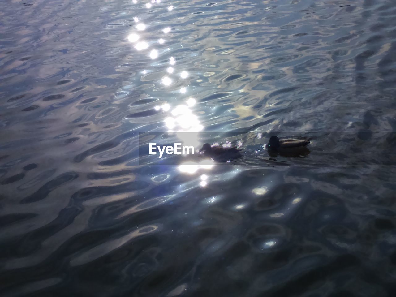 HIGH ANGLE VIEW OF DUCK SWIMMING ON LAKE