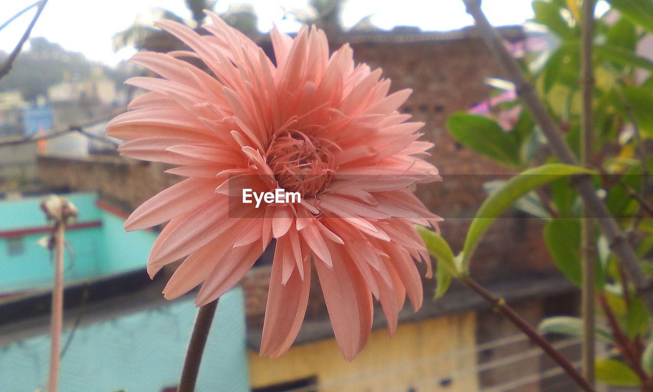 CLOSE-UP OF FLOWER BLOOMING