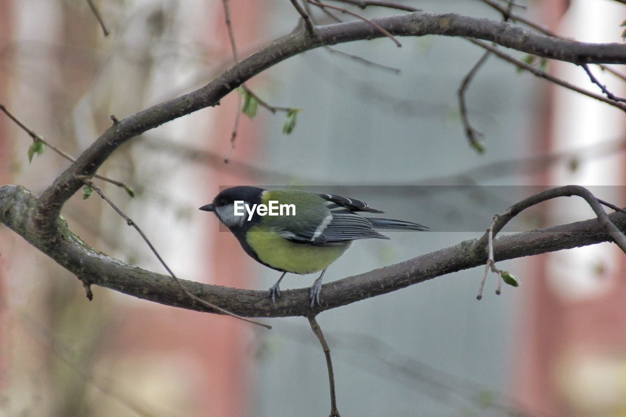 BIRDS PERCHING ON BRANCH