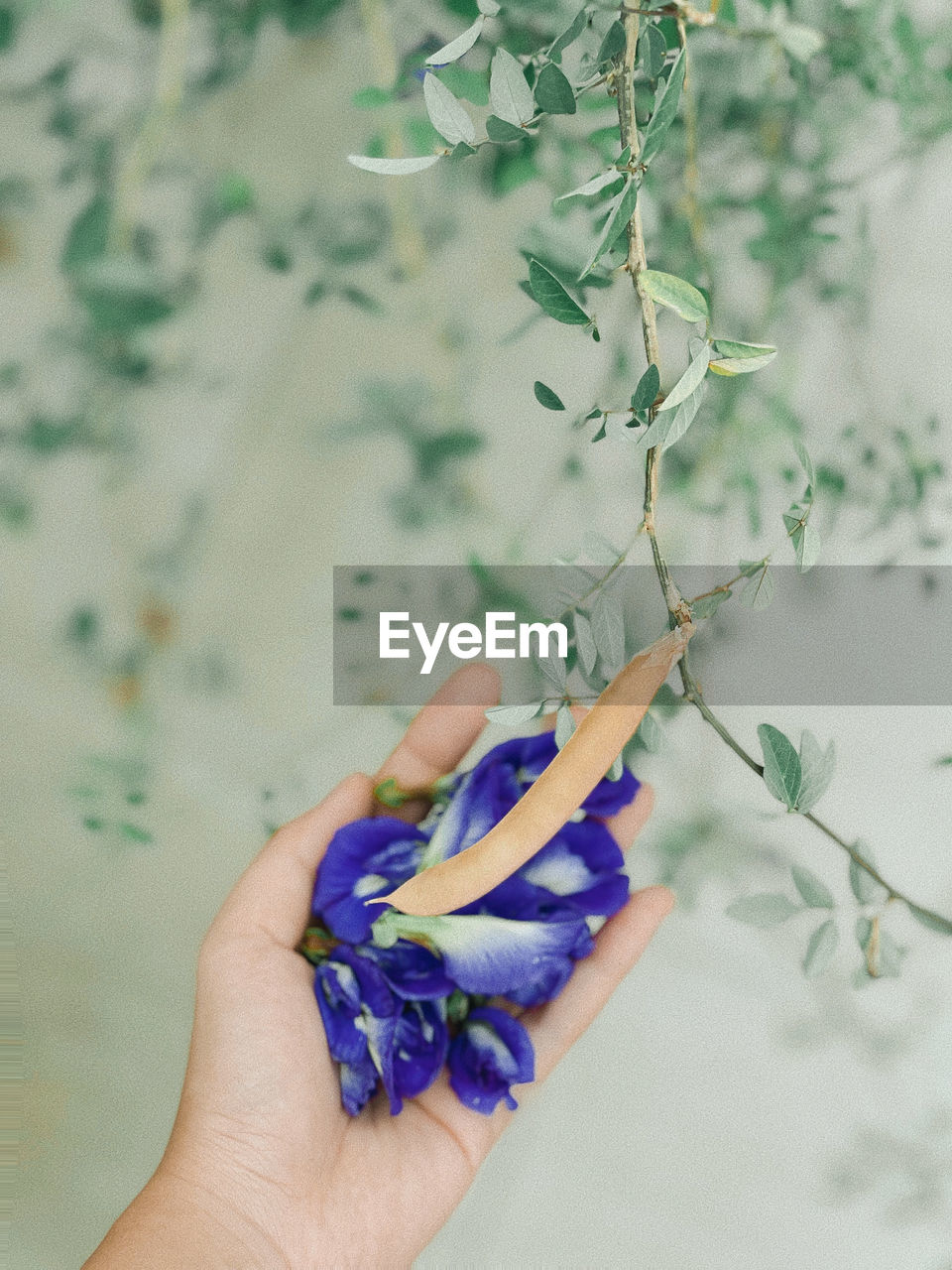 CLOSE-UP OF HAND HOLDING PURPLE FLOWERS ON PLANT