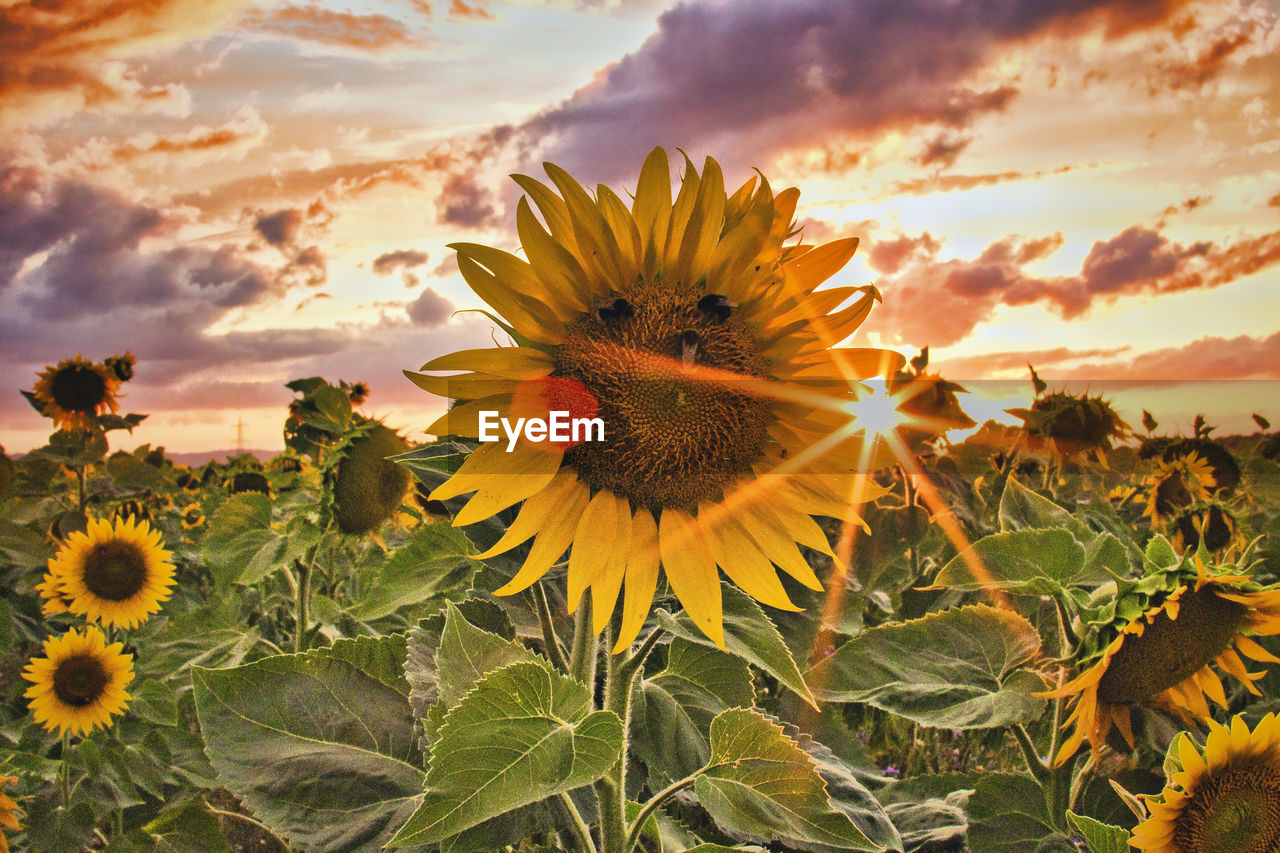 sunflower, plant, sky, flower, beauty in nature, nature, cloud, flowering plant, field, sunset, freshness, growth, flower head, landscape, yellow, land, rural scene, environment, inflorescence, leaf, plant part, sunflower seed, sun, sunlight, no people, agriculture, petal, fragility, scenics - nature, dramatic sky, summer, outdoors, vibrant color, close-up, crop, asterales, cloudscape, multi colored, tranquility, pollen, sunbeam, botany, backgrounds, wildflower, back lit, food, seed, springtime, blossom, horizon