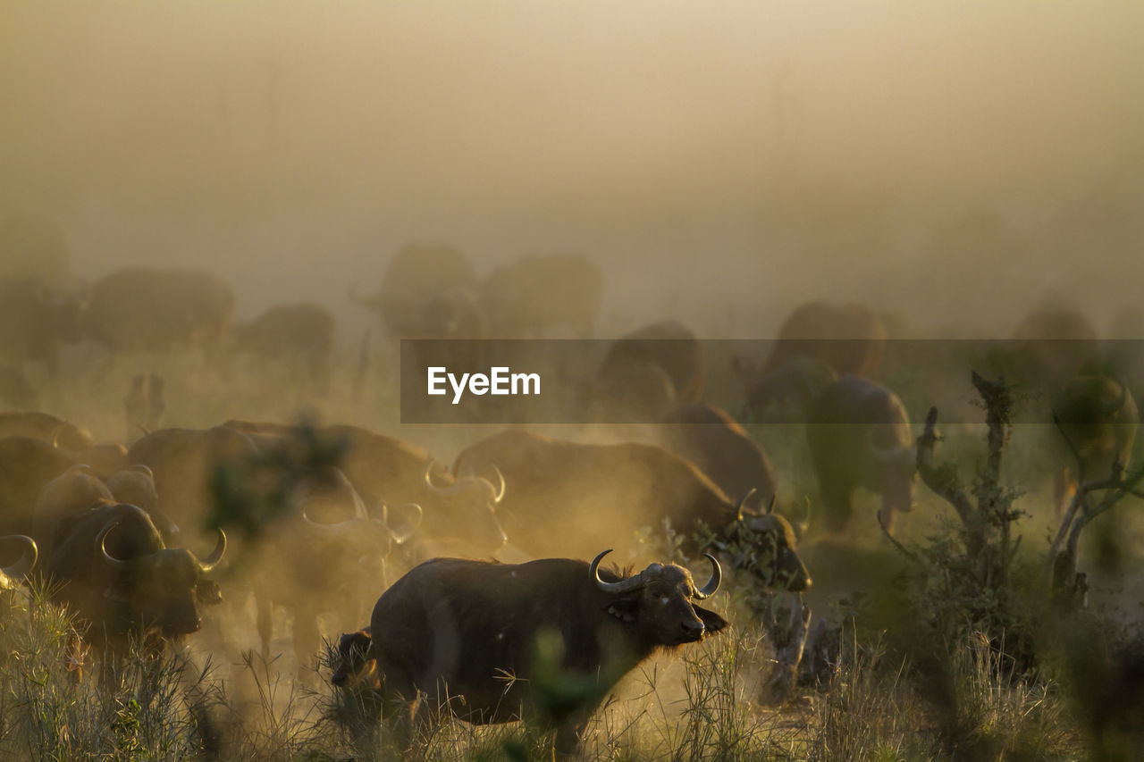 Animals on field during sunset