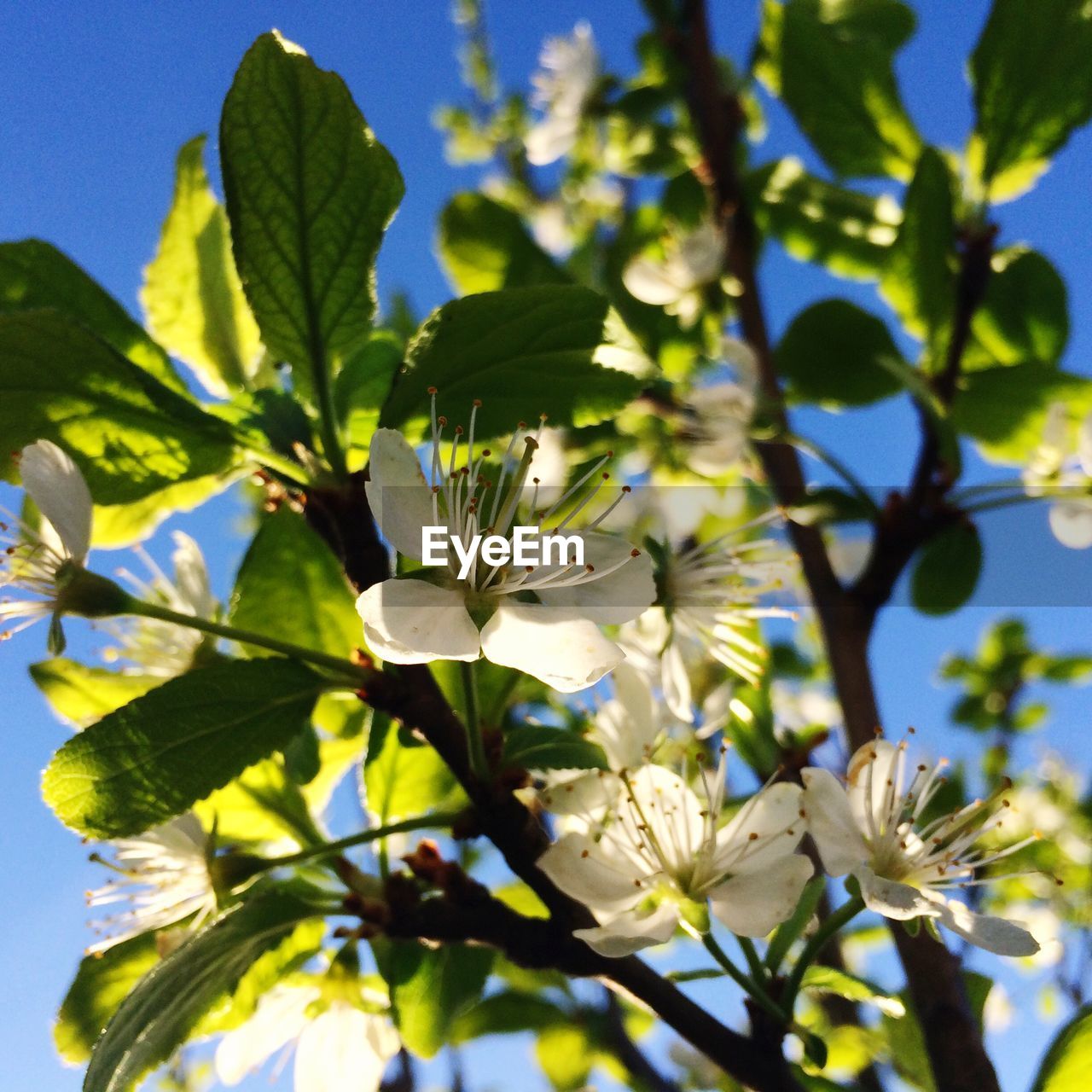 White apple blossoms in spring