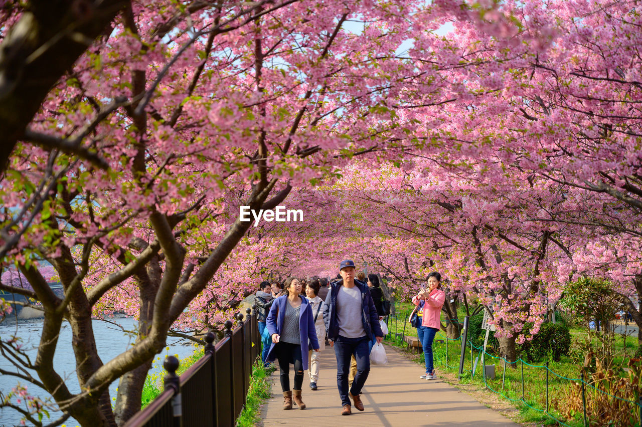 GROUP OF PEOPLE WALKING ON CHERRY BLOSSOMS