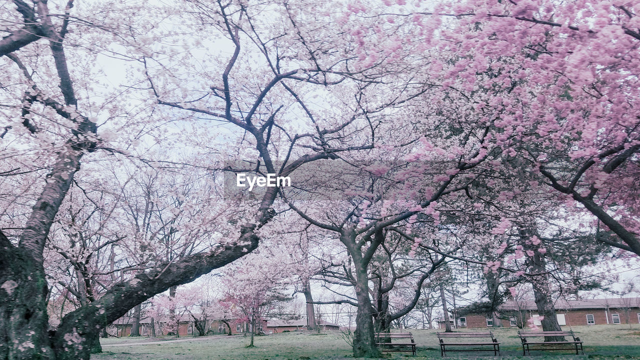 CHERRY BLOSSOMS IN PARK