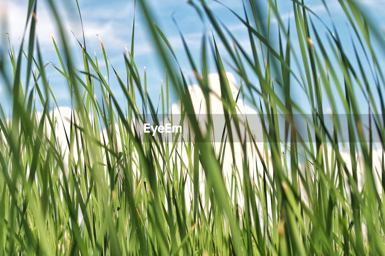 Close-up of crops growing on field against sky