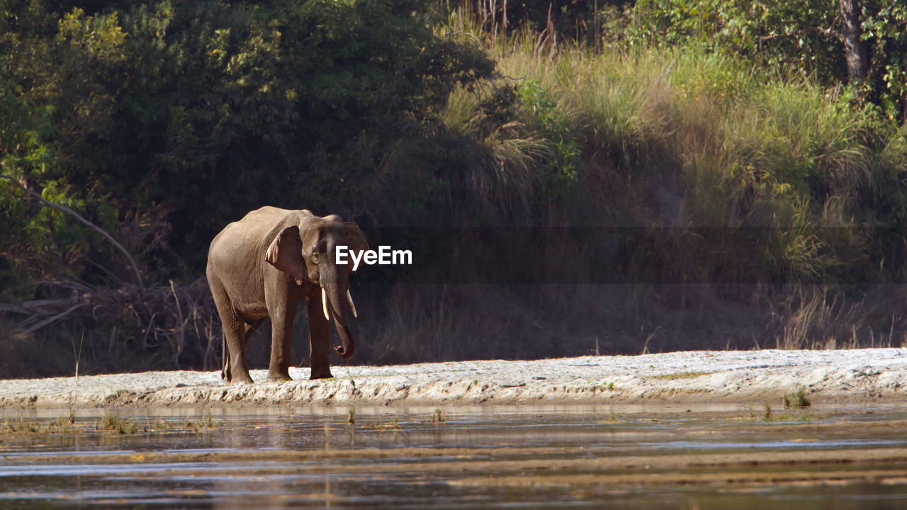 ELEPHANT STANDING IN LAKE